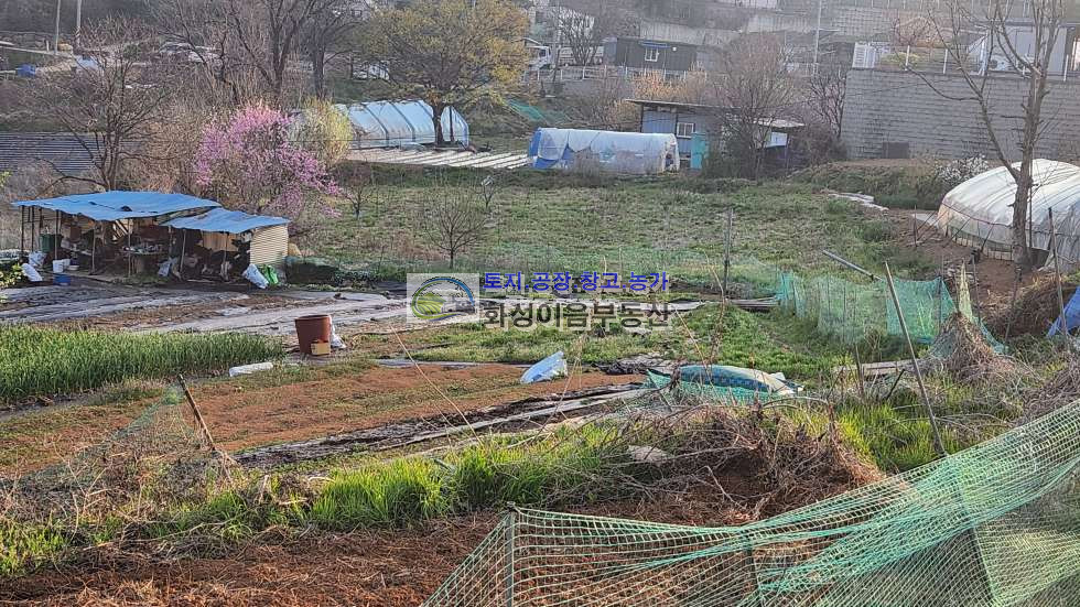 경기 화성만세구 마도면 쌍송리 쌍송리 농지 350평, 전원주택,주말농장, 대체농지 매매 매물번호 10035 사진 4